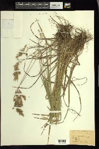 Bromus kalmii image