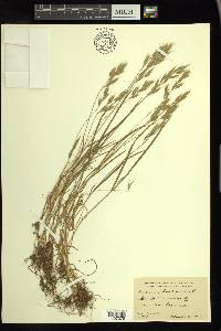 Bromus hordeaceus image