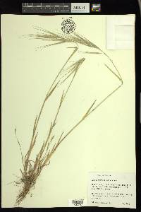 Bromus pacificus image