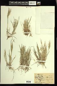 Bromus rubens image