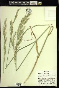 Bromus carinatus image