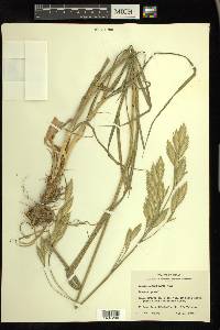 Bromus catharticus image