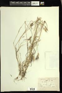 Bromus rubens image