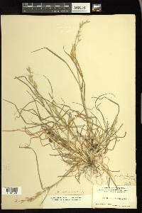 Bromus catharticus image