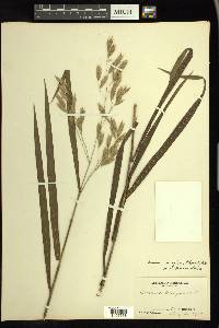 Bromus latiglumis image