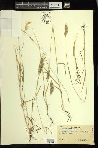 Bromus racemosus image