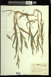 Bromus aleutensis image