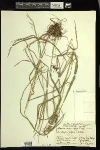 Bromus lanatipes image