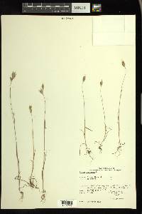 Bromus racemosus image