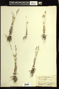 Bromus hordeaceus image