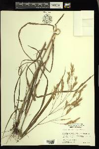 Bromus latiglumis image