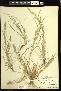 Bromus catharticus image