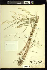 Bromus ciliatus var. richardsonii image