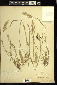 Bromus hordeaceus image