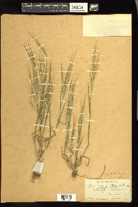 Bromus diandrus image