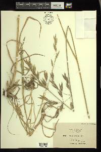 Bromus catharticus image