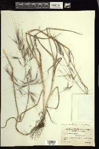 Bromus diandrus image