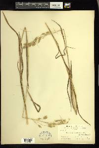 Bromus secalinus image