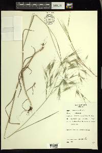 Bromus sterilis image