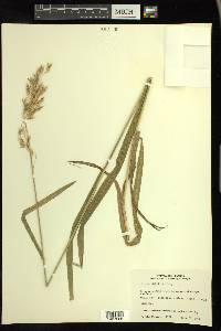 Bromus kalmii image