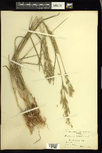 Bromus secalinus image