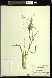 Bromus pubescens image