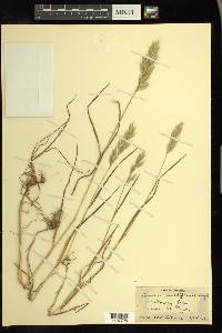 Bromus molliformis image