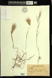 Bromus rubens image