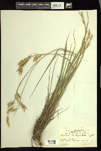 Bromus lanatipes image