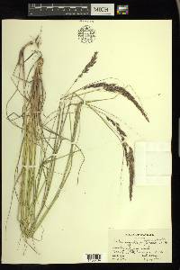 Calamagrostis rubescens image