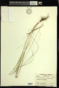 Calamagrostis stricta image