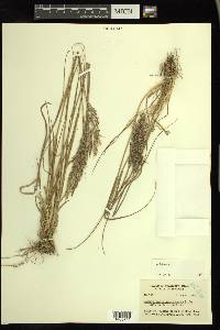 Calamagrostis purpurascens image