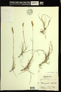 Calamagrostis stricta image