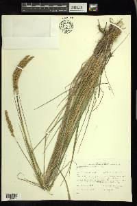 Calamagrostis stricta subsp. inexpansa image