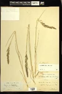 Calamagrostis stricta image