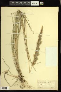 Calamagrostis epigejos image