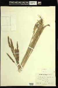 Calamagrostis purpurascens image