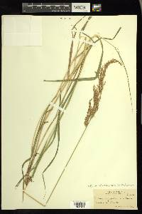 Calamagrostis canadensis var. canadensis image