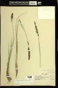 Calamagrostis purpurascens image