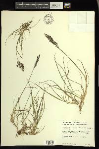 Calamagrostis stricta image