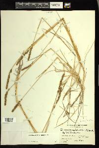 Calamagrostis stricta image