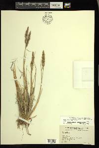 Calamagrostis purpurascens image