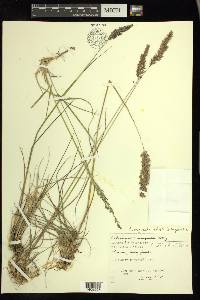 Calamagrostis stricta image