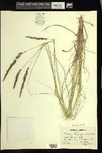 Calamagrostis purpurascens image