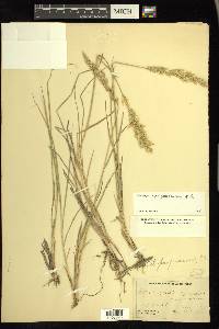 Calamagrostis purpurascens image