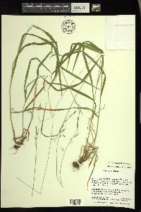 Bromus vulgaris image