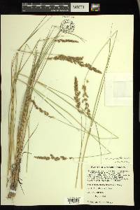 Calamagrostis stricta subsp. inexpansa image