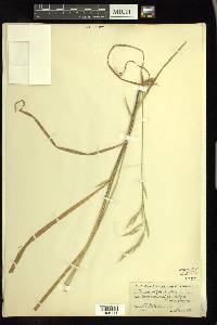 Bromus vulgaris image