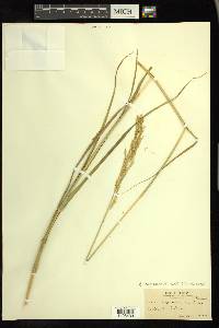 Calamagrostis canadensis var. canadensis image