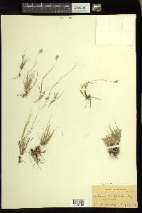 Bouteloua dactyloides image